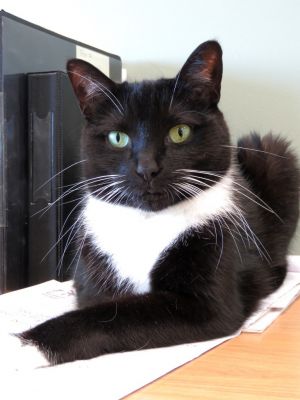 Goddess, Adult Female American Shorthair