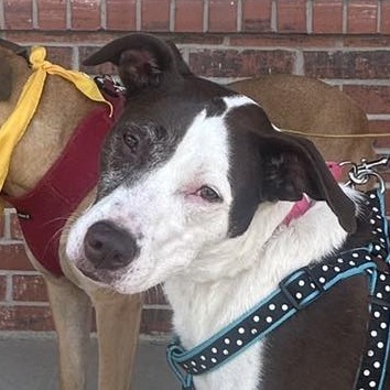 Willow, an adoptable Catahoula Leopard Dog, Mixed Breed in Kansas City, MO, 64114 | Photo Image 1