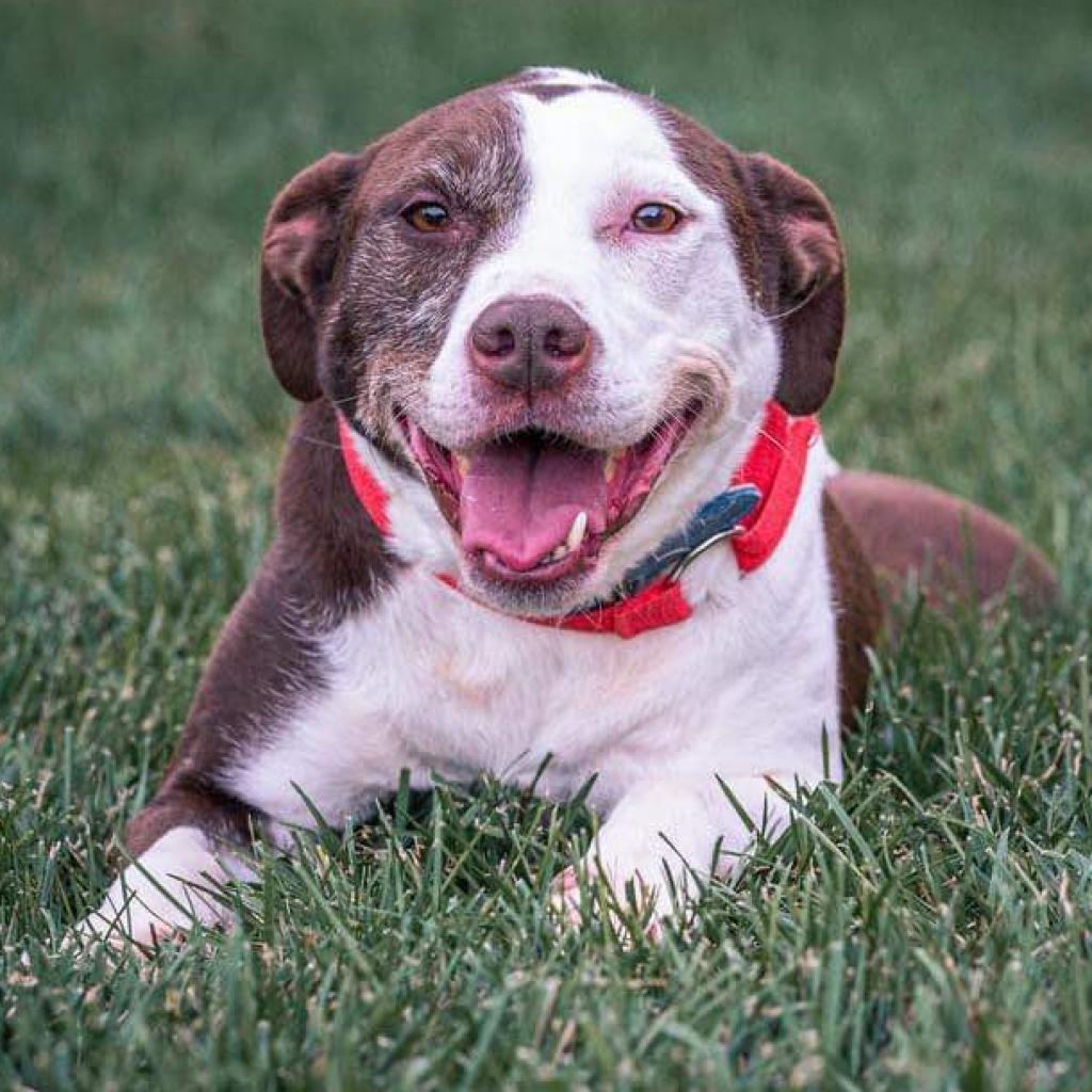 Willow, an adoptable Catahoula Leopard Dog, Mixed Breed in Kansas City, MO, 64114 | Photo Image 2