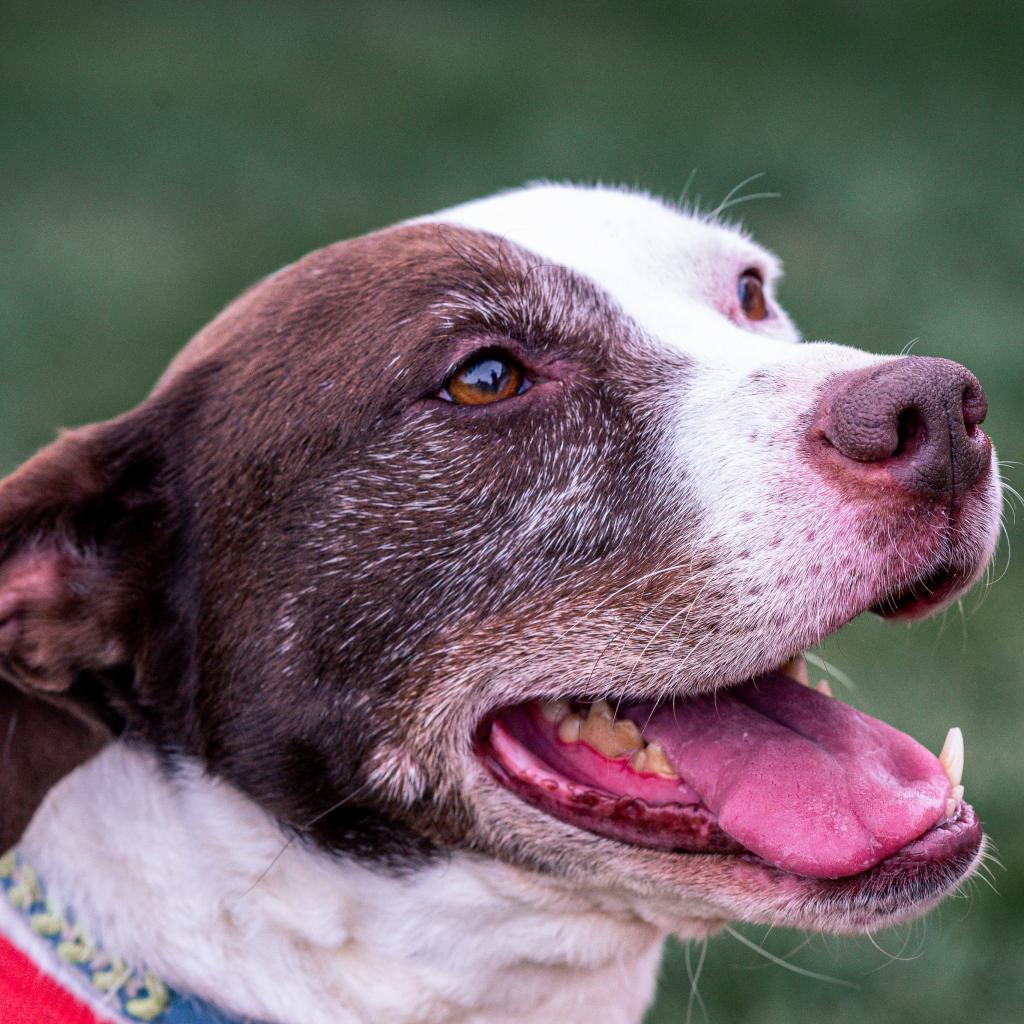Willow, an adoptable Catahoula Leopard Dog, Mixed Breed in Kansas City, MO, 64114 | Photo Image 3