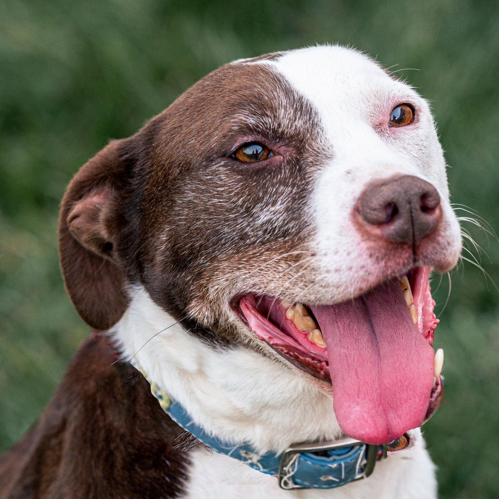 Willow, an adoptable Catahoula Leopard Dog, Mixed Breed in Kansas City, MO, 64114 | Photo Image 4