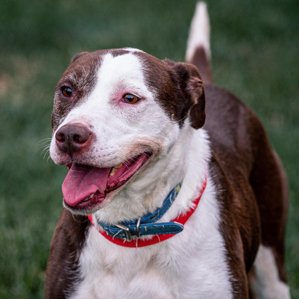 Willow, an adoptable Catahoula Leopard Dog, Mixed Breed in Kansas City, MO, 64114 | Photo Image 5