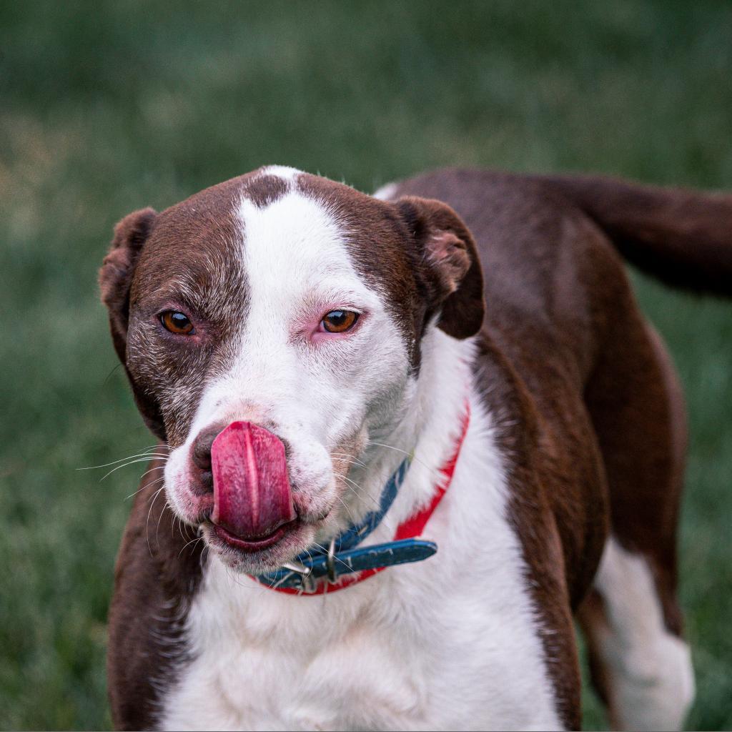 Willow, an adoptable Catahoula Leopard Dog, Mixed Breed in Kansas City, MO, 64114 | Photo Image 6