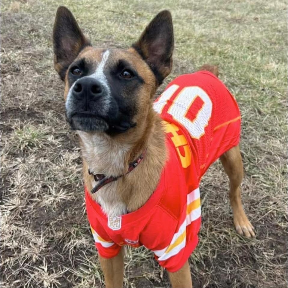Tito, an adoptable Cattle Dog, Mixed Breed in Kansas City, MO, 64114 | Photo Image 1