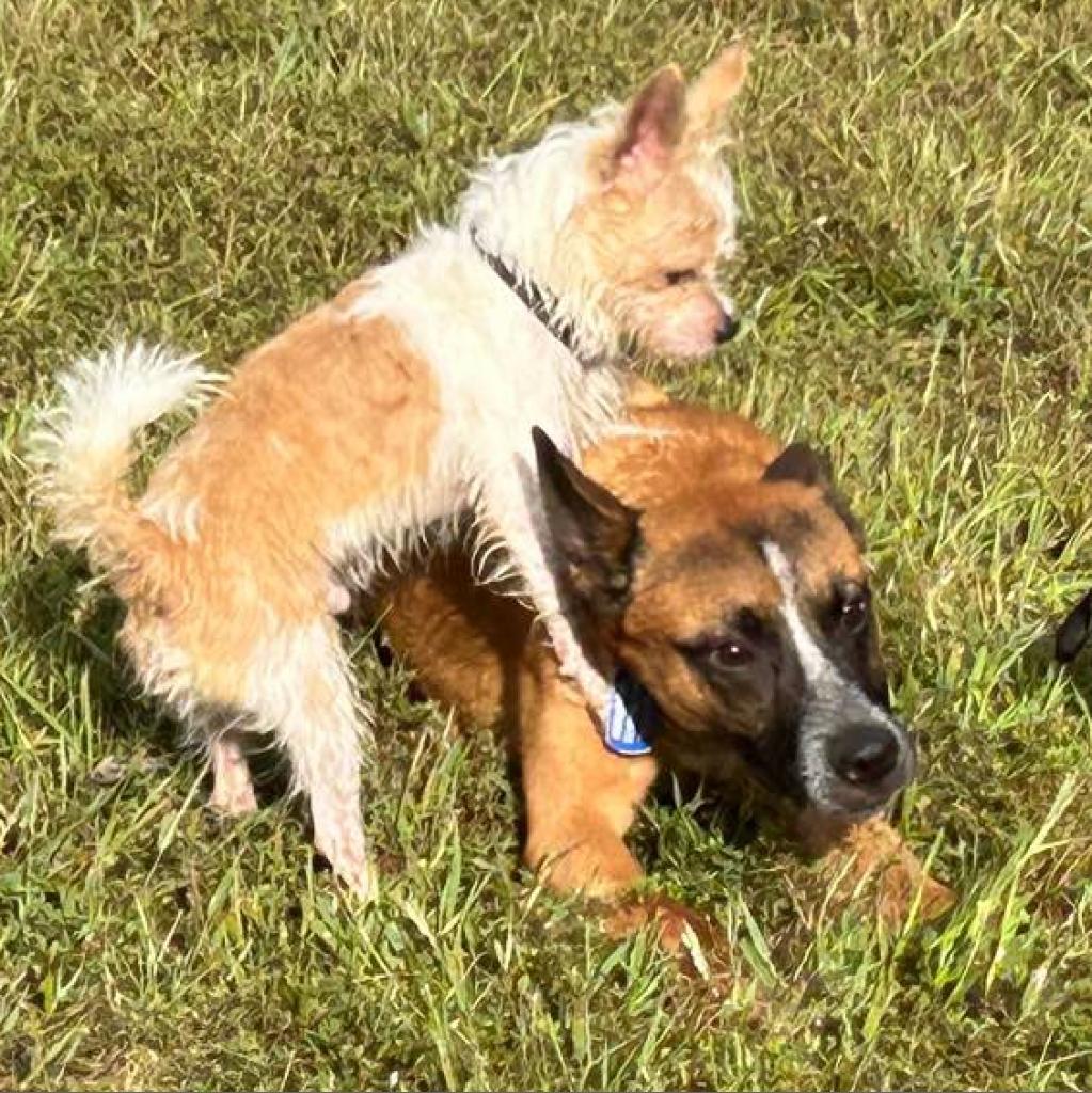 Tito, an adoptable Cattle Dog, Mixed Breed in Kansas City, MO, 64114 | Photo Image 2
