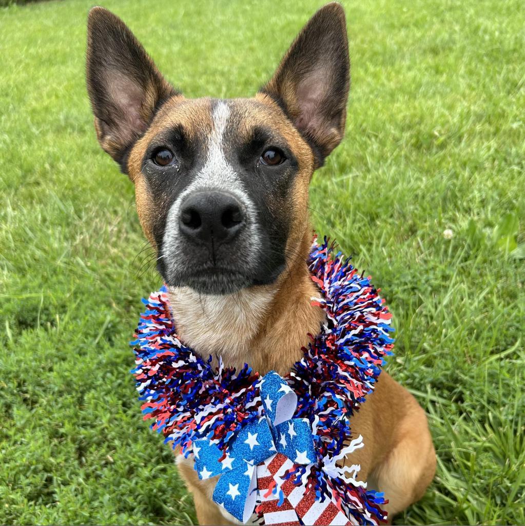 Tito, an adoptable Cattle Dog, Mixed Breed in Kansas City, MO, 64114 | Photo Image 3