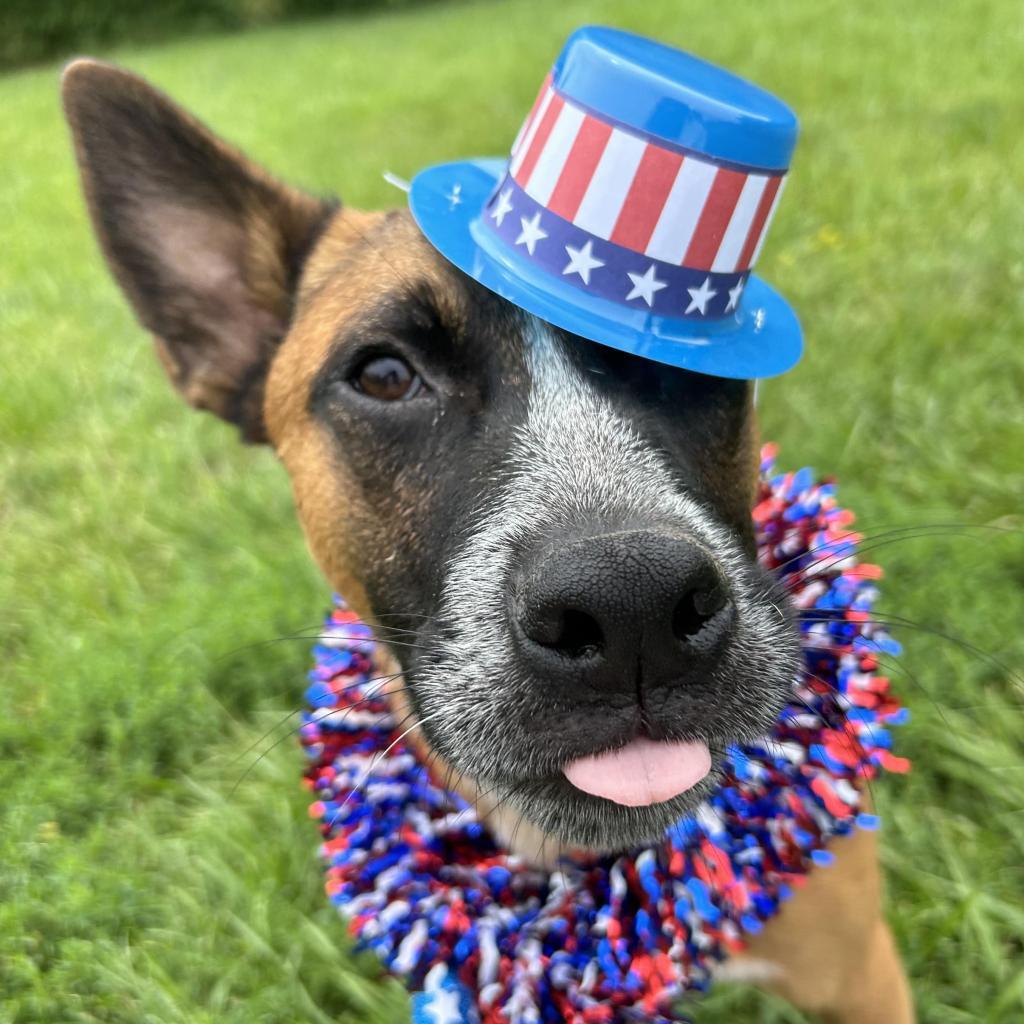 Tito, an adoptable Cattle Dog, Mixed Breed in Kansas City, MO, 64114 | Photo Image 4