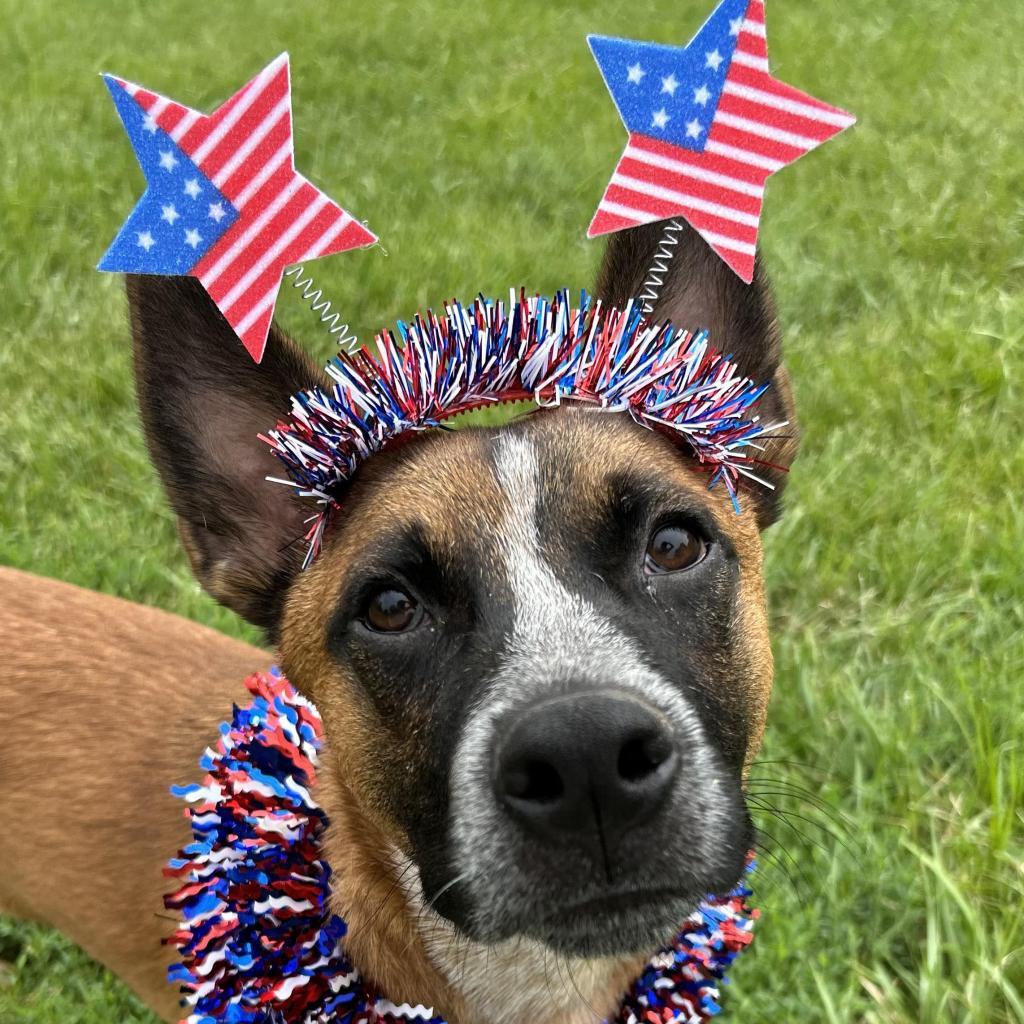 Tito, an adoptable Cattle Dog, Mixed Breed in Kansas City, MO, 64114 | Photo Image 5