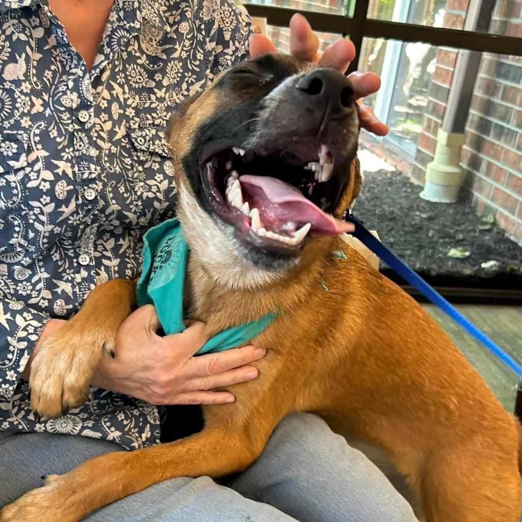 Tito, an adoptable Cattle Dog, Mixed Breed in Kansas City, MO, 64114 | Photo Image 6
