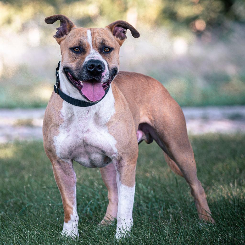 Turkey, an adoptable American Staffordshire Terrier, Mixed Breed in Kansas City, MO, 64114 | Photo Image 1