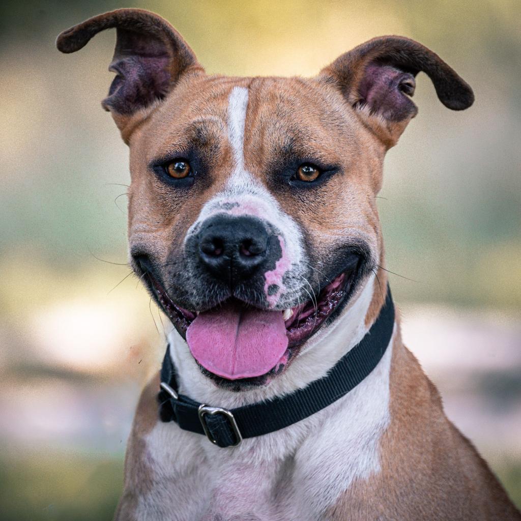 Turkey, an adoptable American Staffordshire Terrier, Mixed Breed in Kansas City, MO, 64114 | Photo Image 2