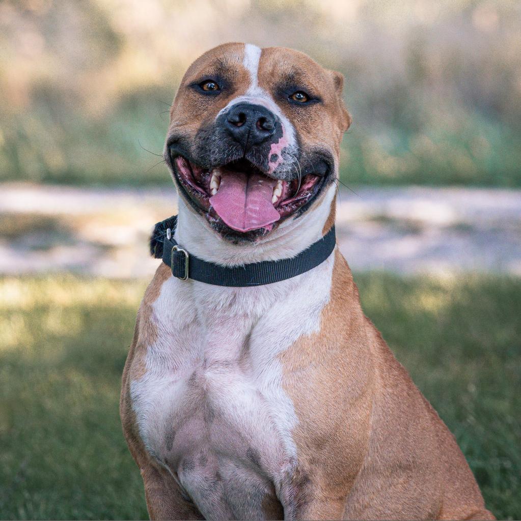Turkey, an adoptable American Staffordshire Terrier, Mixed Breed in Kansas City, MO, 64114 | Photo Image 3