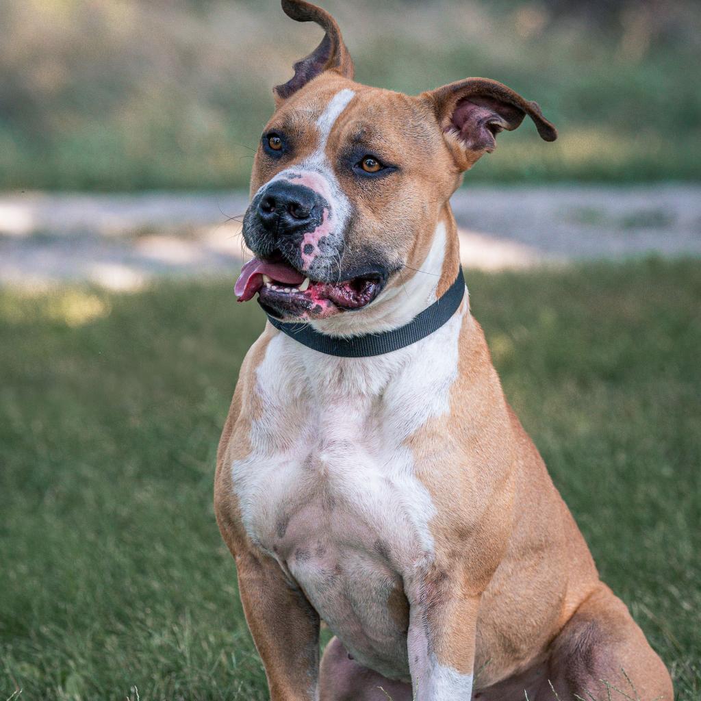 Turkey, an adoptable American Staffordshire Terrier, Mixed Breed in Kansas City, MO, 64114 | Photo Image 4
