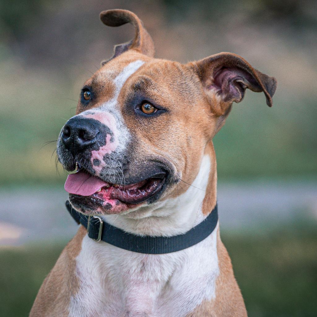 Turkey, an adoptable American Staffordshire Terrier, Mixed Breed in Kansas City, MO, 64114 | Photo Image 5