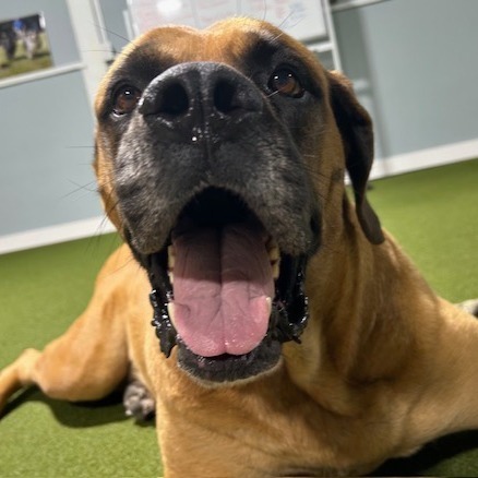 Victoria, an adoptable Mastiff in Kansas City, MO, 64114 | Photo Image 1