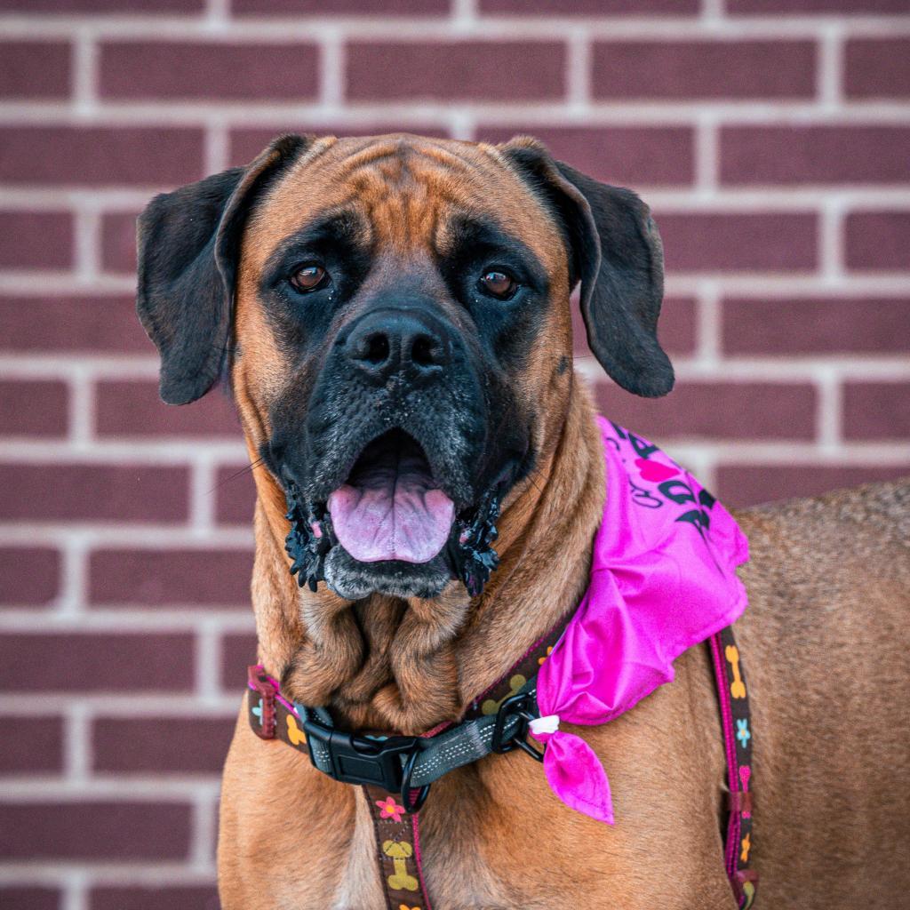 Victoria, an adoptable Mastiff in Kansas City, MO, 64114 | Photo Image 2