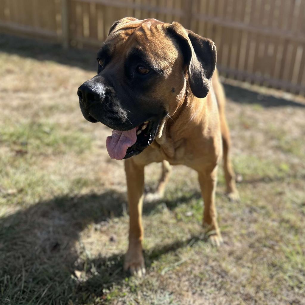 Victoria, an adoptable Mastiff in Kansas City, MO, 64114 | Photo Image 3