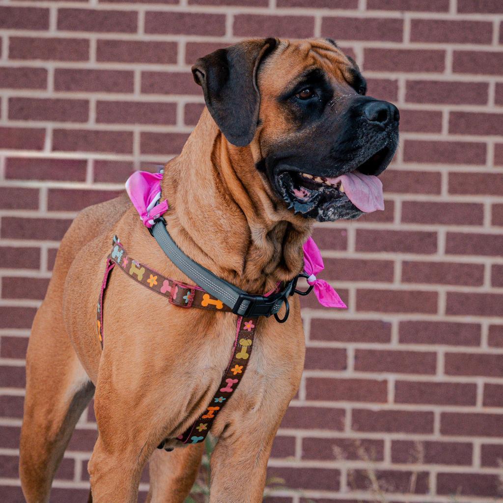 Victoria, an adoptable Mastiff in Kansas City, MO, 64114 | Photo Image 4