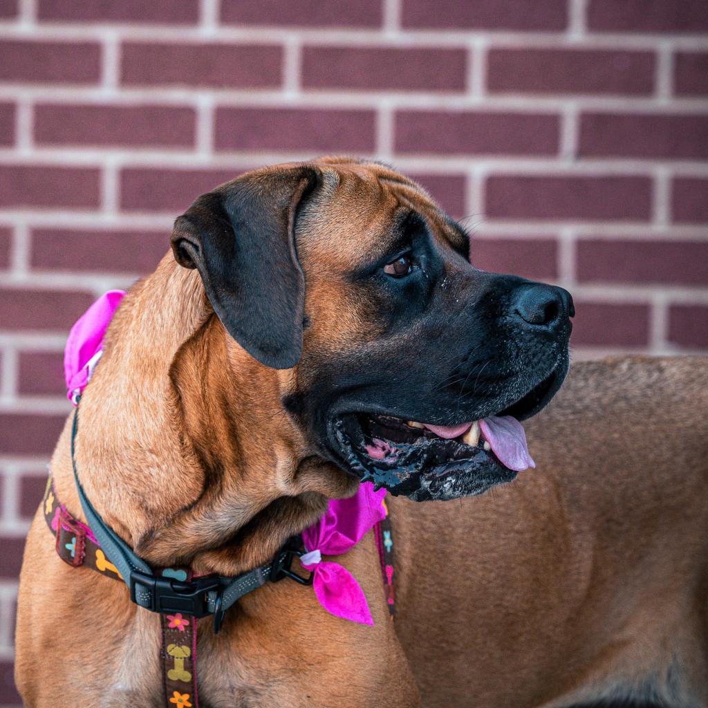 Victoria, an adoptable Mastiff in Kansas City, MO, 64114 | Photo Image 5