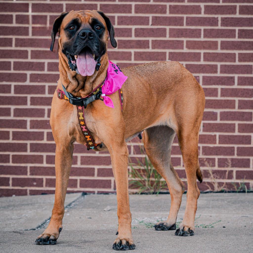 Victoria, an adoptable Mastiff in Kansas City, MO, 64114 | Photo Image 6