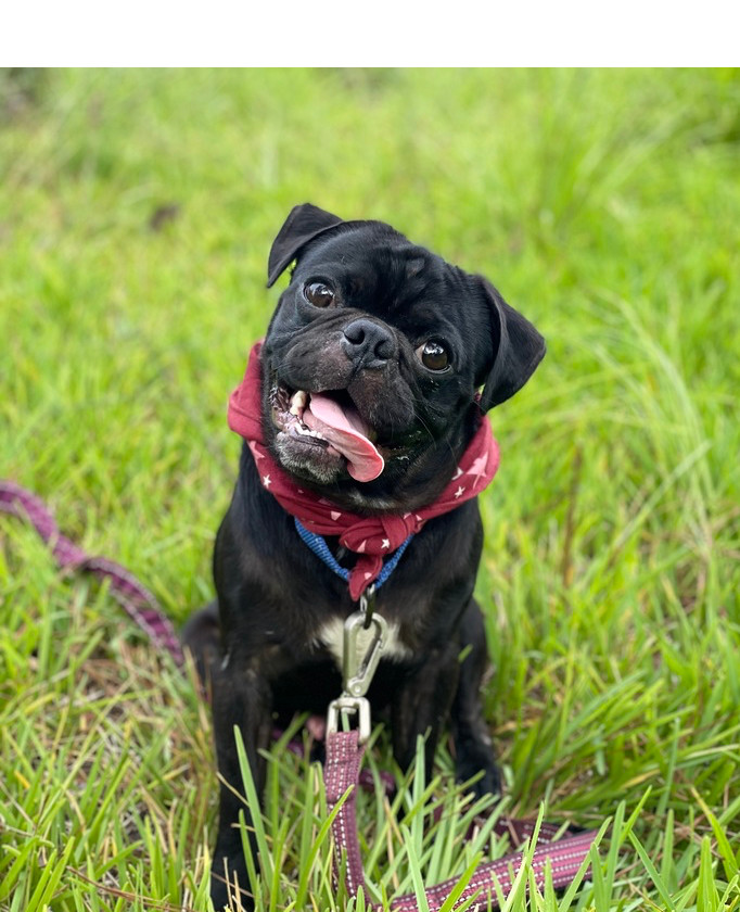 Coal, an adoptable Pug in Aulac, NB, E4L 2X2 | Photo Image 1