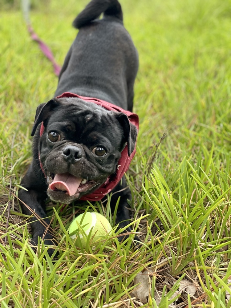 Coal, an adoptable Pug in Aulac, NB, E4L 2X2 | Photo Image 2