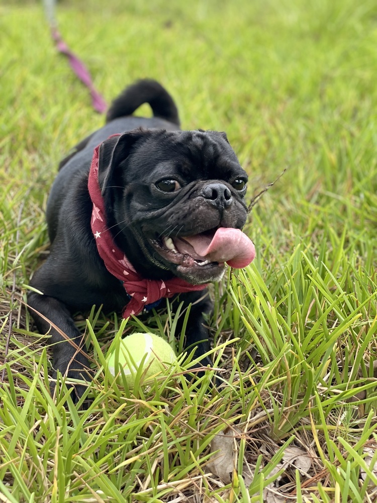 Coal, an adoptable Pug in Aulac, NB, E4L 2X2 | Photo Image 3