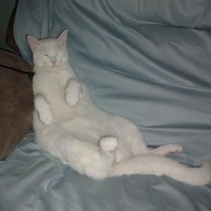 Iris is a stunning pure white cat beauty and is waiting to become your loving companion This activ