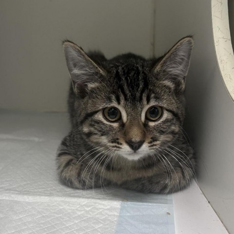 William, an adoptable Domestic Short Hair in Garden City, KS, 67846 | Photo Image 1