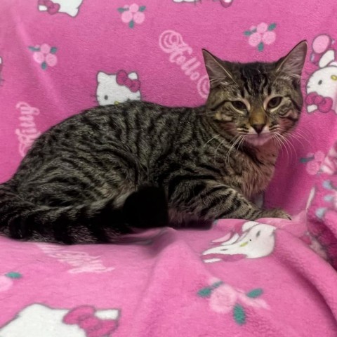 William, an adoptable Domestic Short Hair in Garden City, KS, 67846 | Photo Image 1