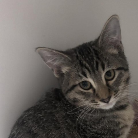 Henry, an adoptable Domestic Short Hair in Garden City, KS, 67846 | Photo Image 1