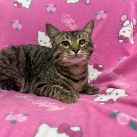 Henry, an adoptable Domestic Short Hair in Garden City, KS, 67846 | Photo Image 1