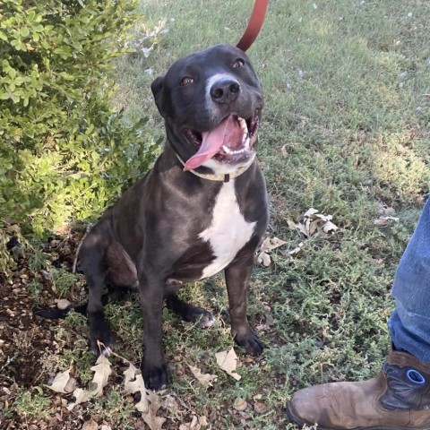 Comet, an adoptable Pit Bull Terrier in Garden City, KS, 67846 | Photo Image 1