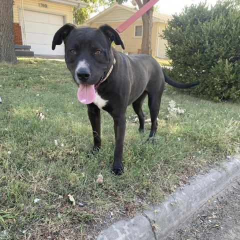 Comet, an adoptable Pit Bull Terrier in Garden City, KS, 67846 | Photo Image 2