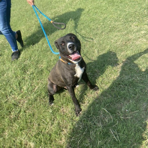 Comet, an adoptable Pit Bull Terrier in Garden City, KS, 67846 | Photo Image 2