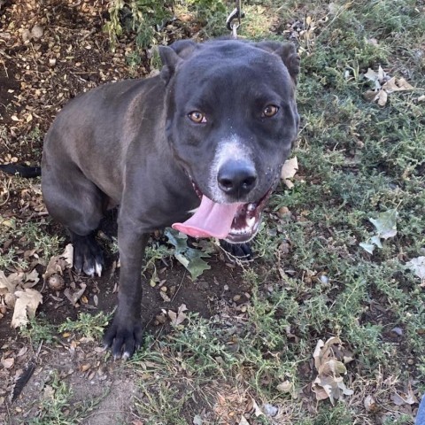 Comet, an adoptable Pit Bull Terrier in Garden City, KS, 67846 | Photo Image 3