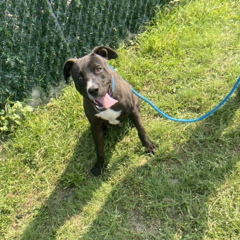 Comet, an adoptable Pit Bull Terrier in Garden City, KS, 67846 | Photo Image 4