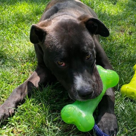 Comet, an adoptable Pit Bull Terrier in Garden City, KS, 67846 | Photo Image 4