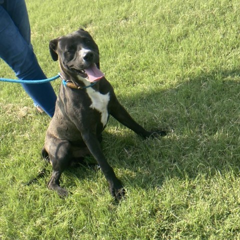 Comet, an adoptable Pit Bull Terrier in Garden City, KS, 67846 | Photo Image 6