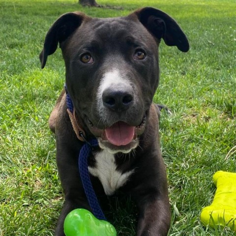 Comet, an adoptable Pit Bull Terrier in Garden City, KS, 67846 | Photo Image 6