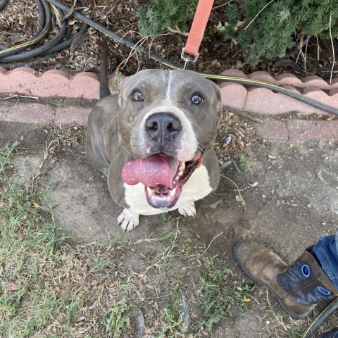 Achilles, an adoptable Pit Bull Terrier in Garden City, KS, 67846 | Photo Image 1