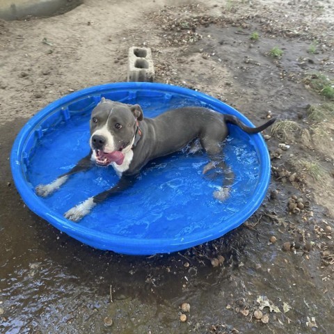 Achilles, an adoptable Pit Bull Terrier in Garden City, KS, 67846 | Photo Image 3