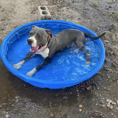 Achilles, an adoptable Pit Bull Terrier in Garden City, KS, 67846 | Photo Image 4