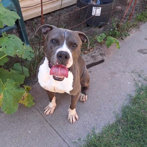 Achilles, an adoptable Pit Bull Terrier in Garden City, KS, 67846 | Photo Image 6