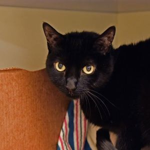 Meet our one-of-a-kind kitty the magnificent Minnie This gorgeous girl is an absolute charmer Onc