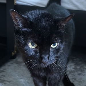 Meet our one-of-a-kind kitty the magnificent Minnie This gorgeous girl is an absolute charmer Onc