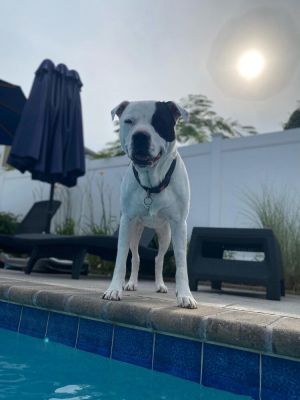 You can fill out an adoption application online on our official websiteBeau SC is a 70 lb neuter