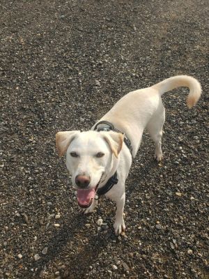You can fill out an adoption application online on our official websiteGeorge TX is a male Labrad