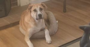 You can fill out an adoption application online on our official websiteAlex GA is a male Great Py