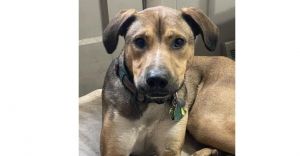 Lenny (TX) Boxer Dog